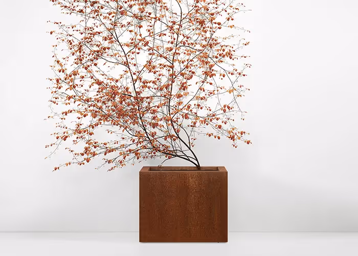 Fioriera quadrata effetto corten con piccolo albero ornamentale dai rami sottili e bacche arancioni, fotografata su sfondo bianco minimalista.