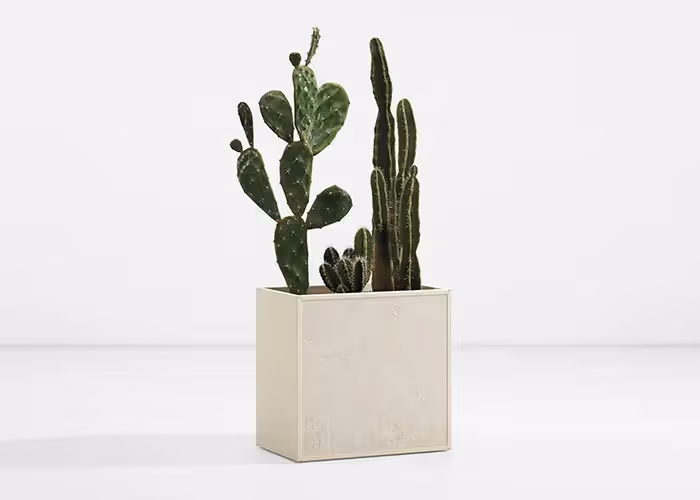 Piccola fioriera quadrata color crema con cactus ornamentali, fotografata su sfondo bianco minimalista.