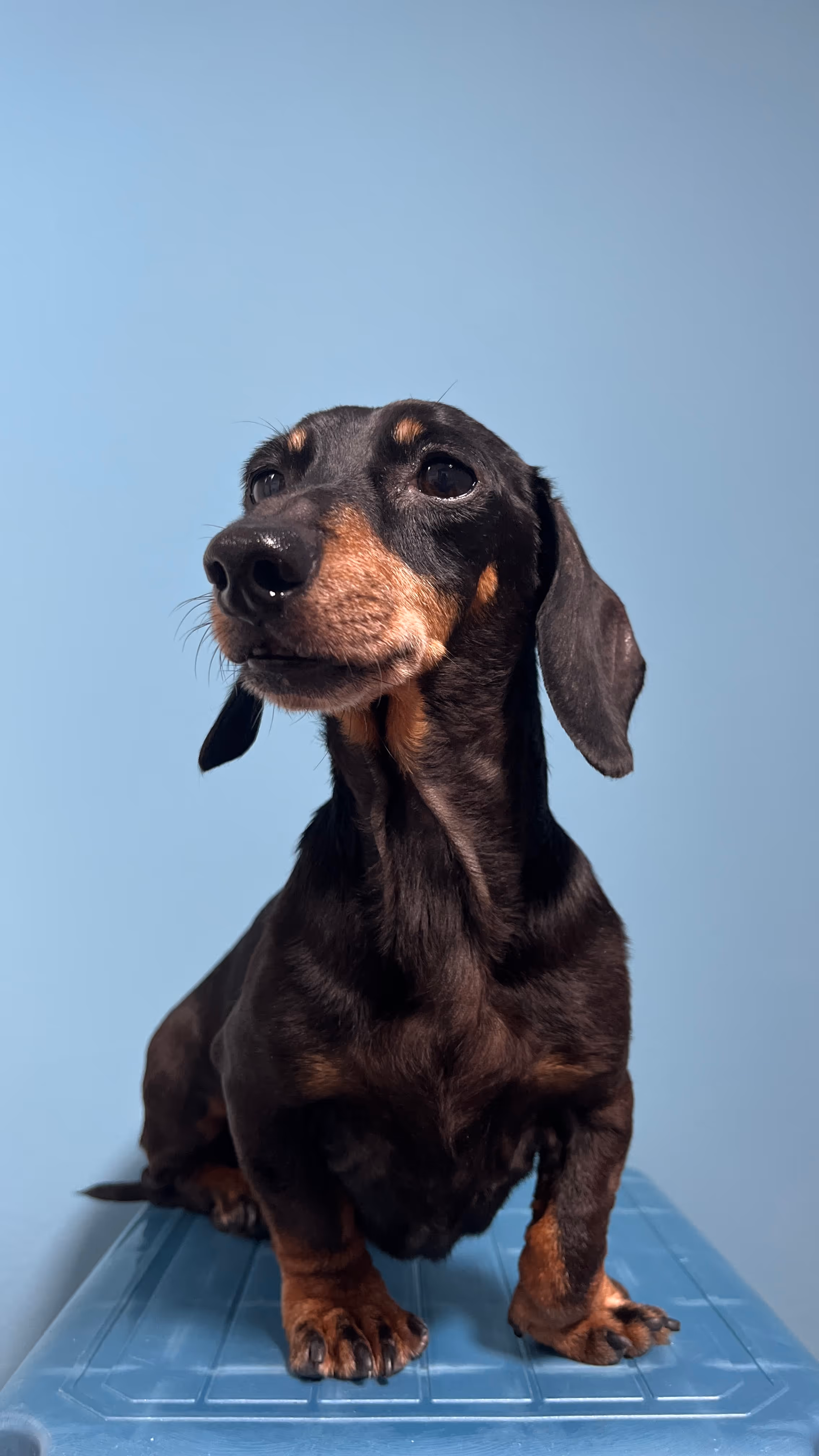 Photo of a miniature dachshund, one of Mikaela's dogs