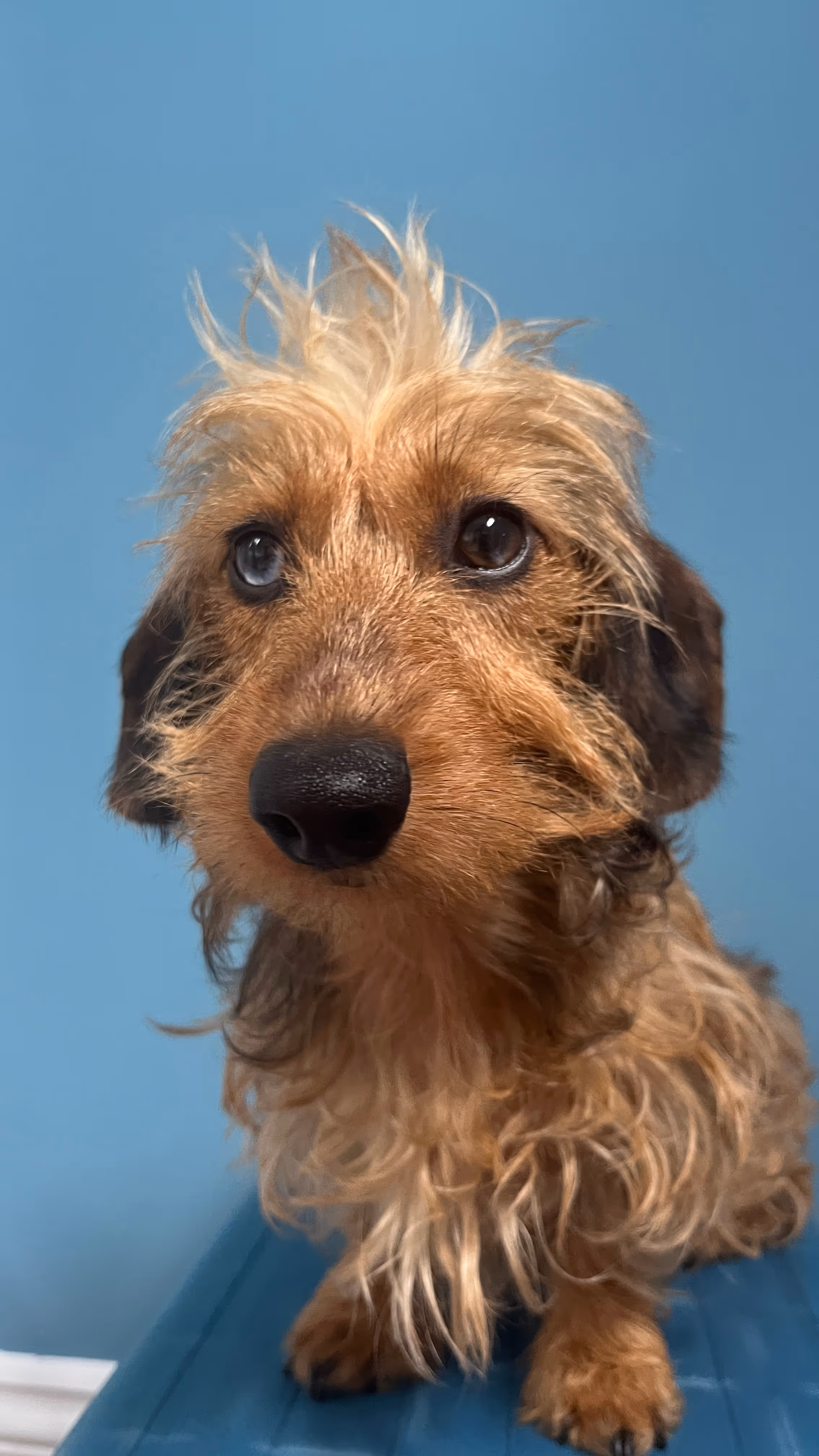 Photo of a miniature wire-haired dachshund, one of Mikaela's dogs