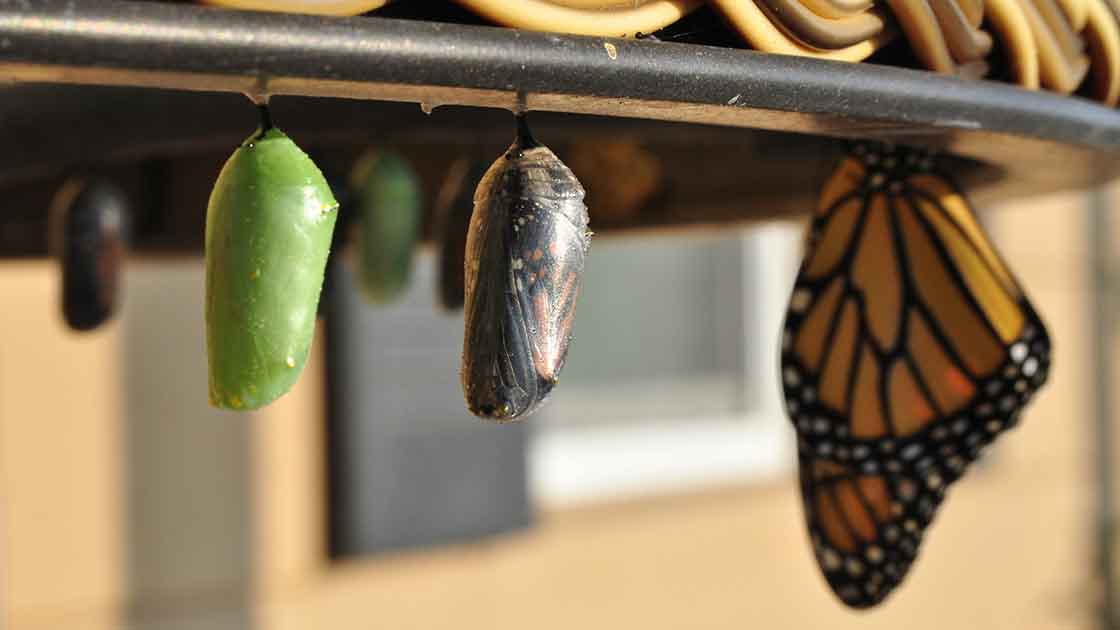 Strategies for Business Growth: Navigating Organic Expansion and Reverse Acquisitions