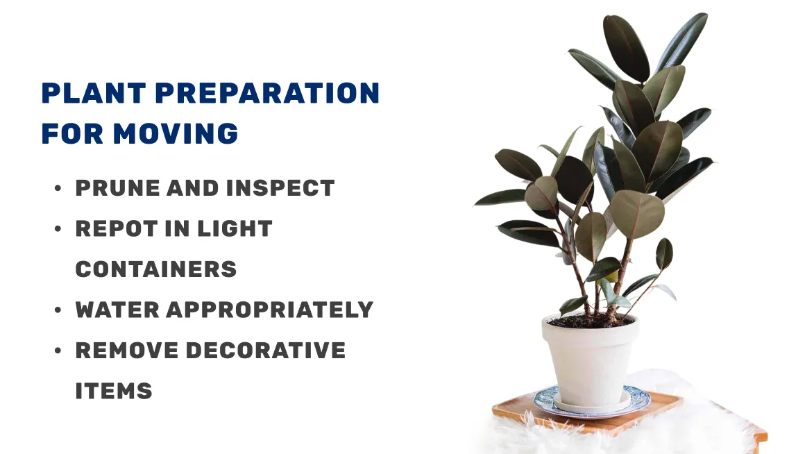 Preparing Plants for Moving