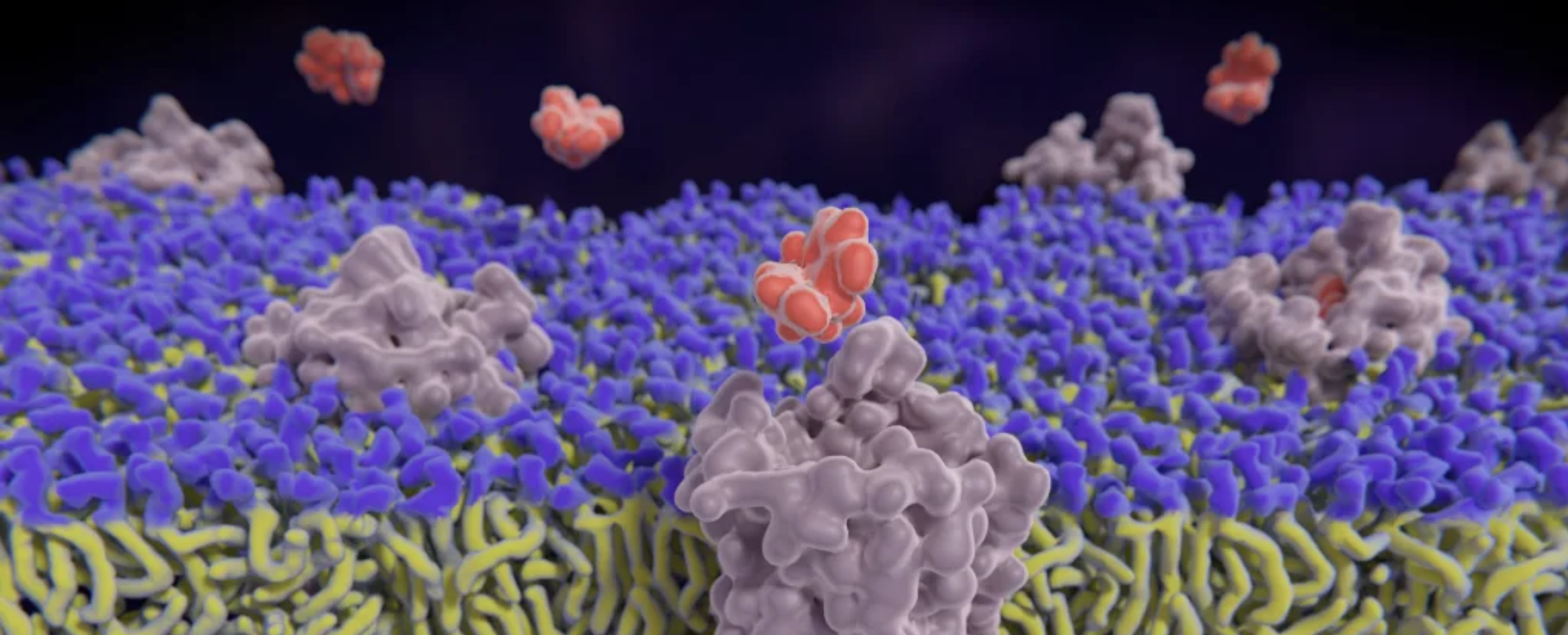 Opioid receptors