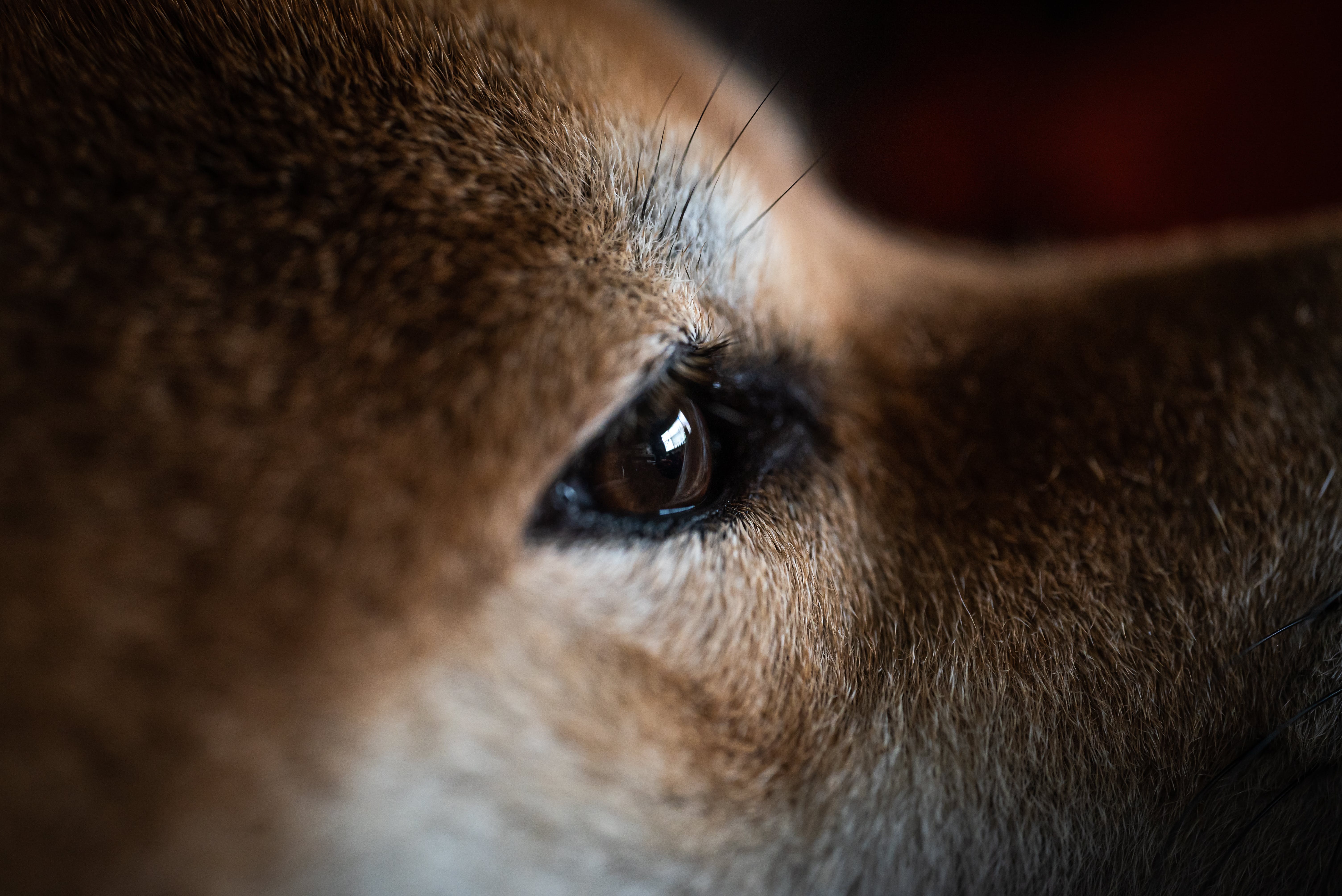 A Canine-Captured Perspective