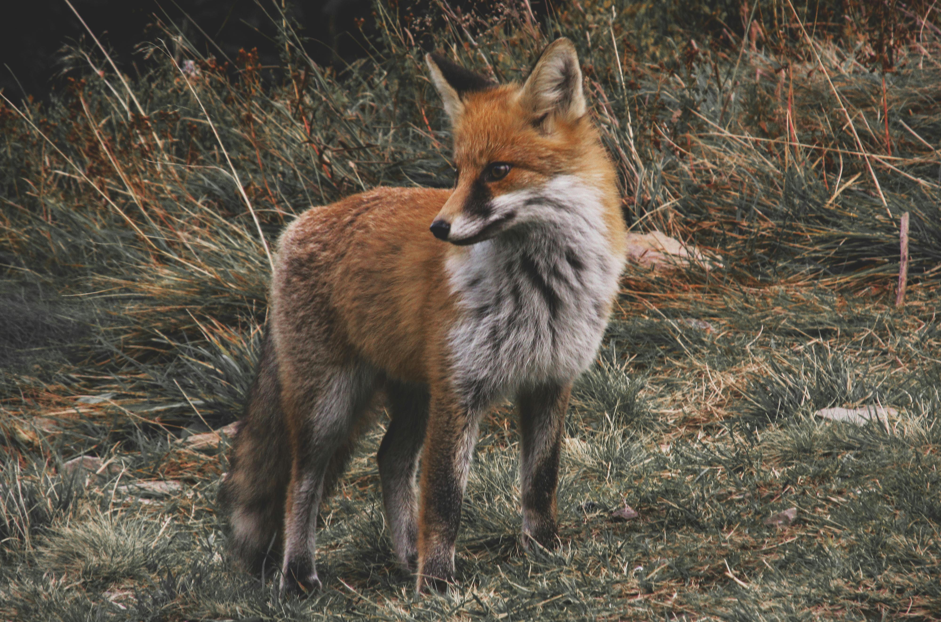 Whispers of the Wilderness: Exploring Wildlife Photography and Cinematography