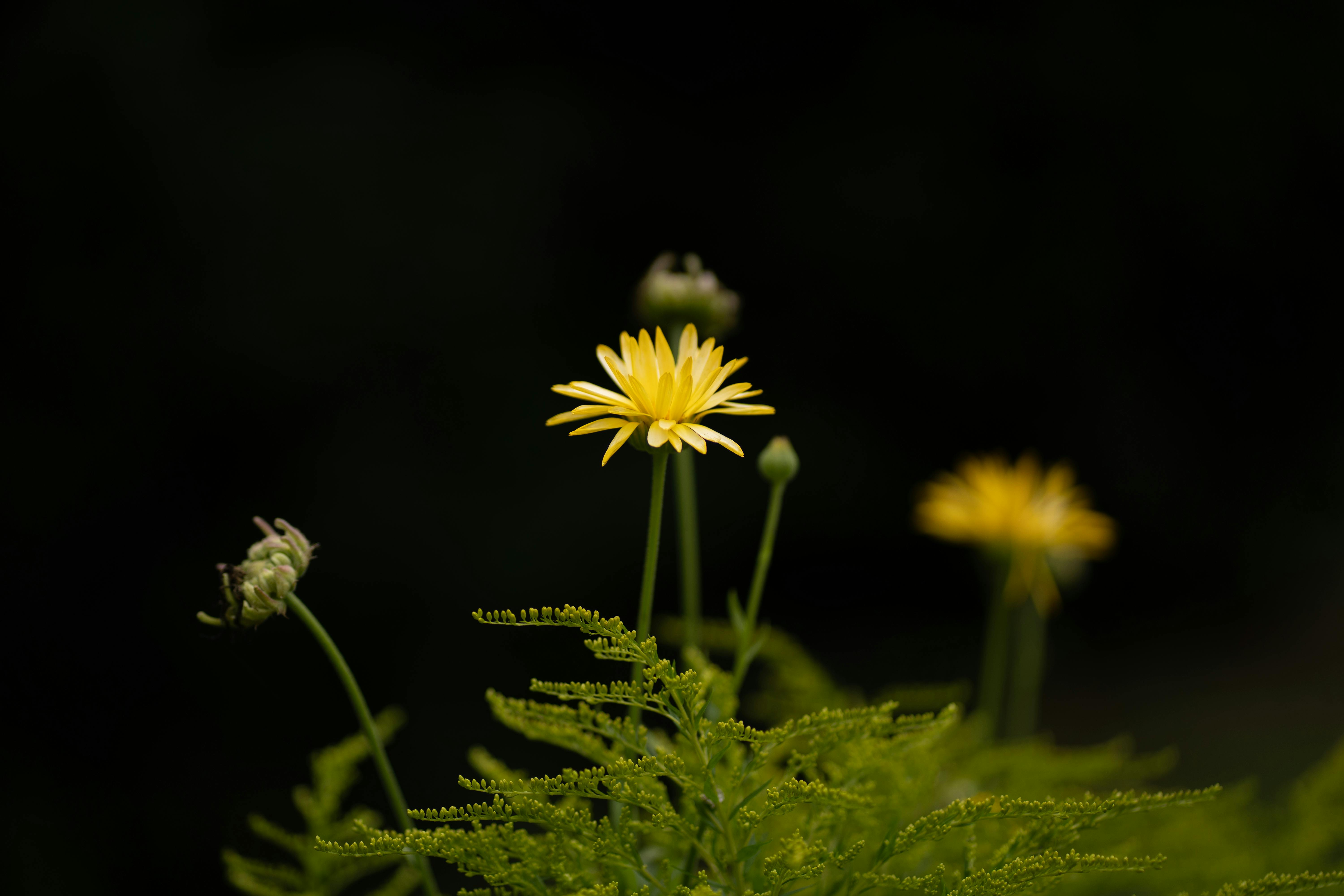 The Art of Subtraction: Negative Space in Photography and Videography