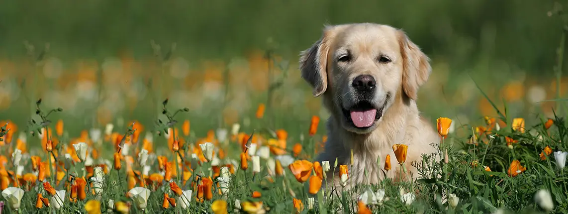 Illustration 3 for How to Resize Image Without Losing Quality: Tips and Tricks