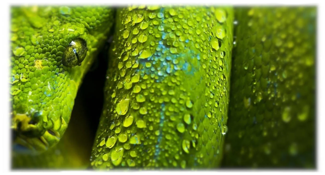 Step 1 illustration: Python programming language to call the API and optimize an image