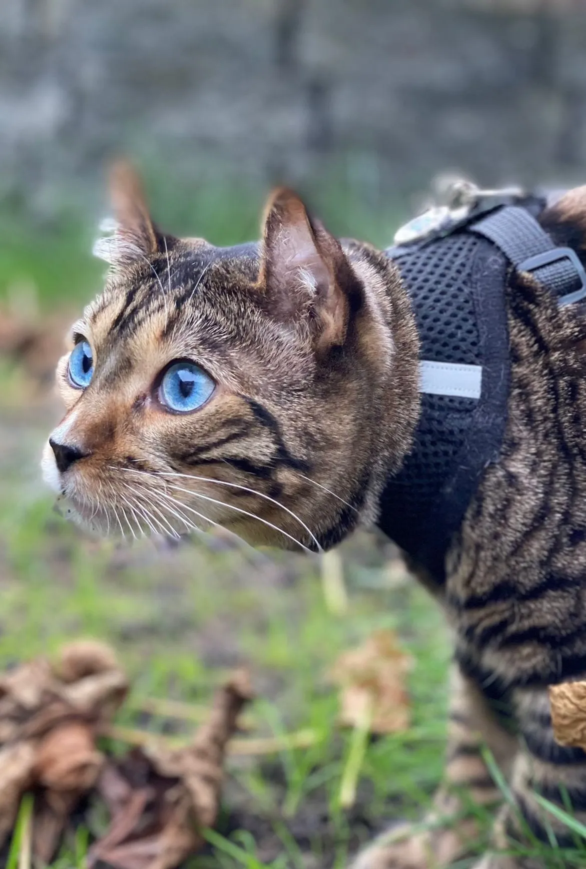A cat with blue eyes