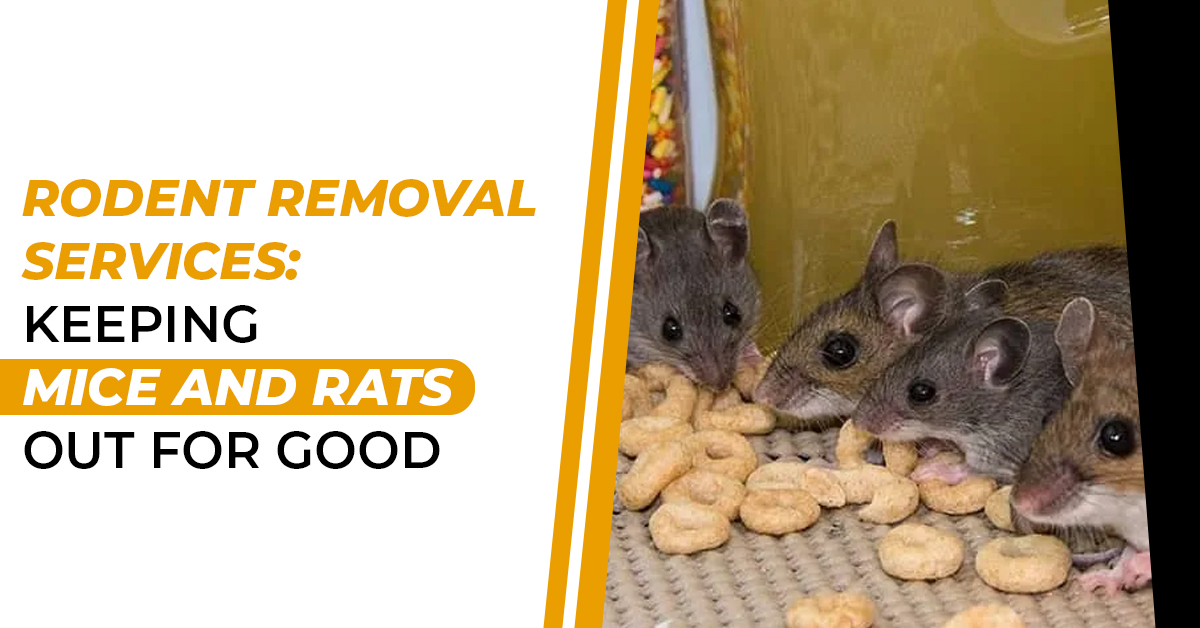 Rodent Removal Services: Keeping Mice and Rats Out for Good