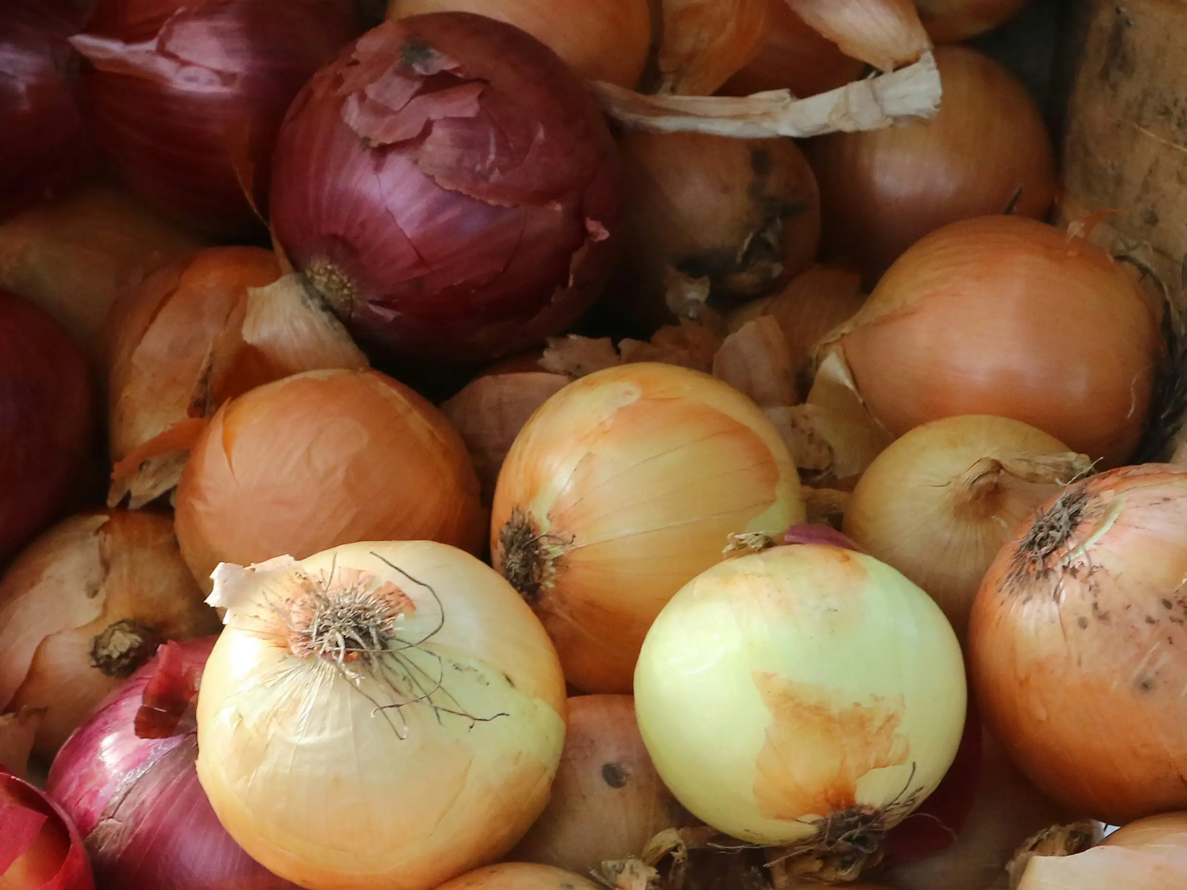 ONIONS & LEEKS