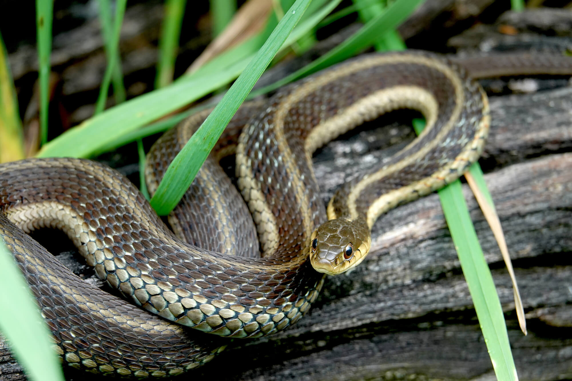 Garter Snake
