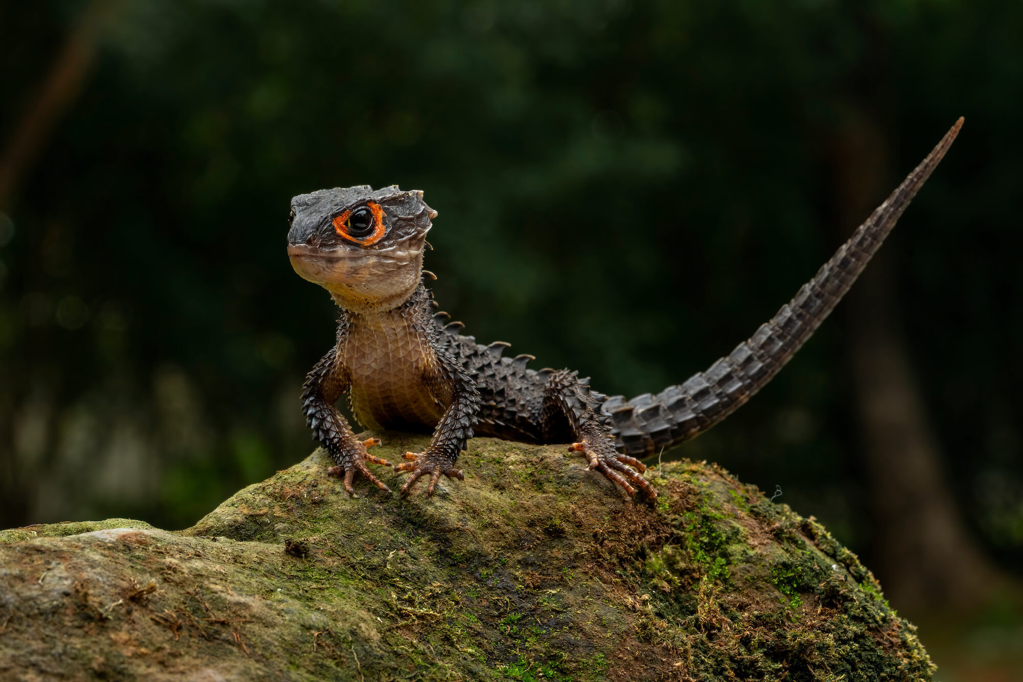 Red eyed crocodile skink