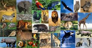 The animal planet