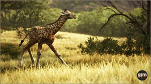 Giraphe