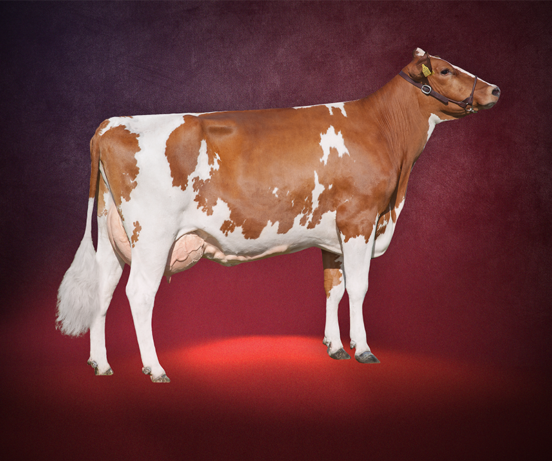 VikingRed Heifer