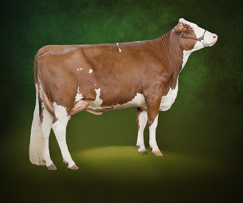 Montbeliarde Heifer