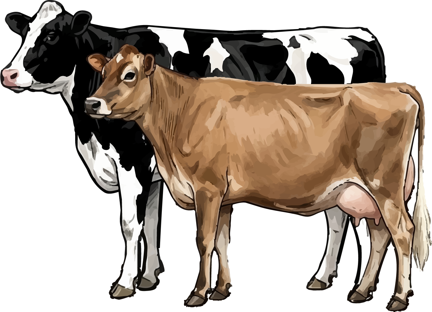 Drawing of two cows, Holstein at the back and jersey in front