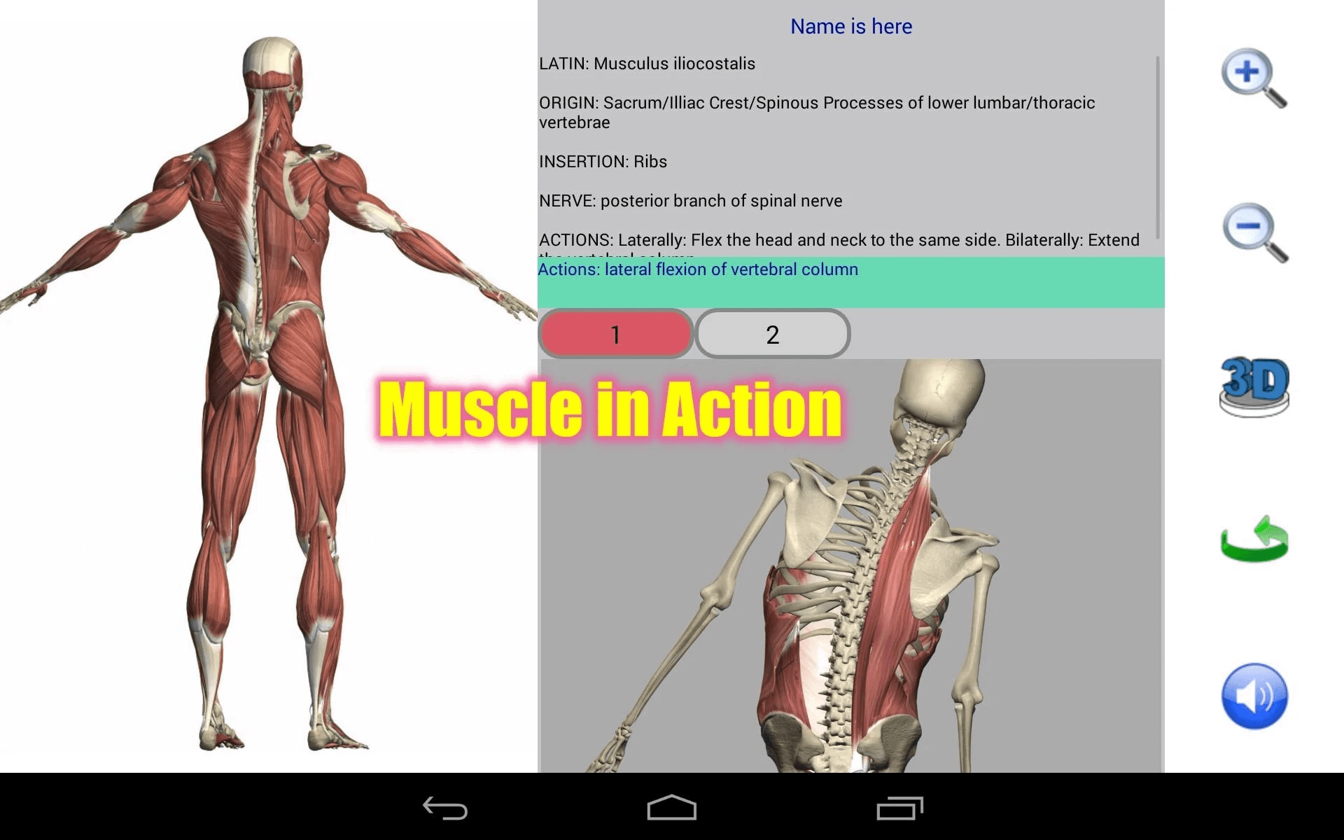 Visual Anatomy