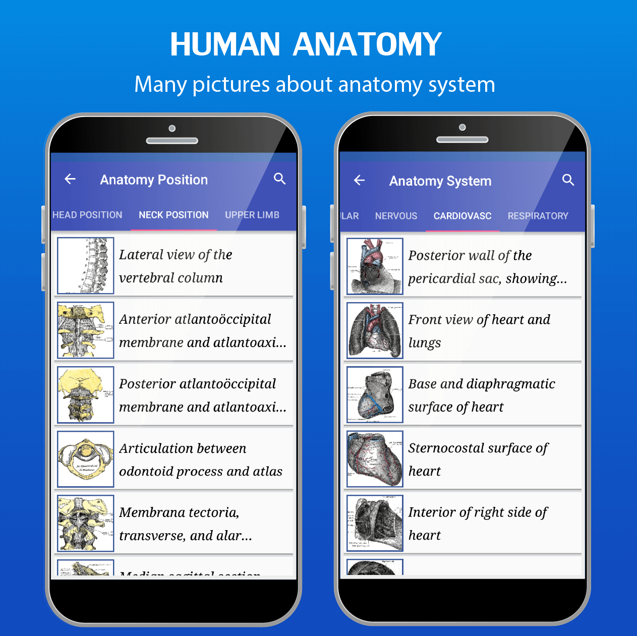 Gray’s Anatomy