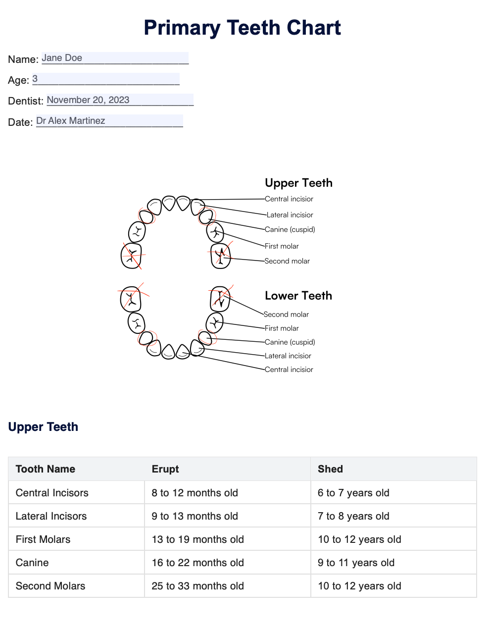 Primary Teeth Chart Example