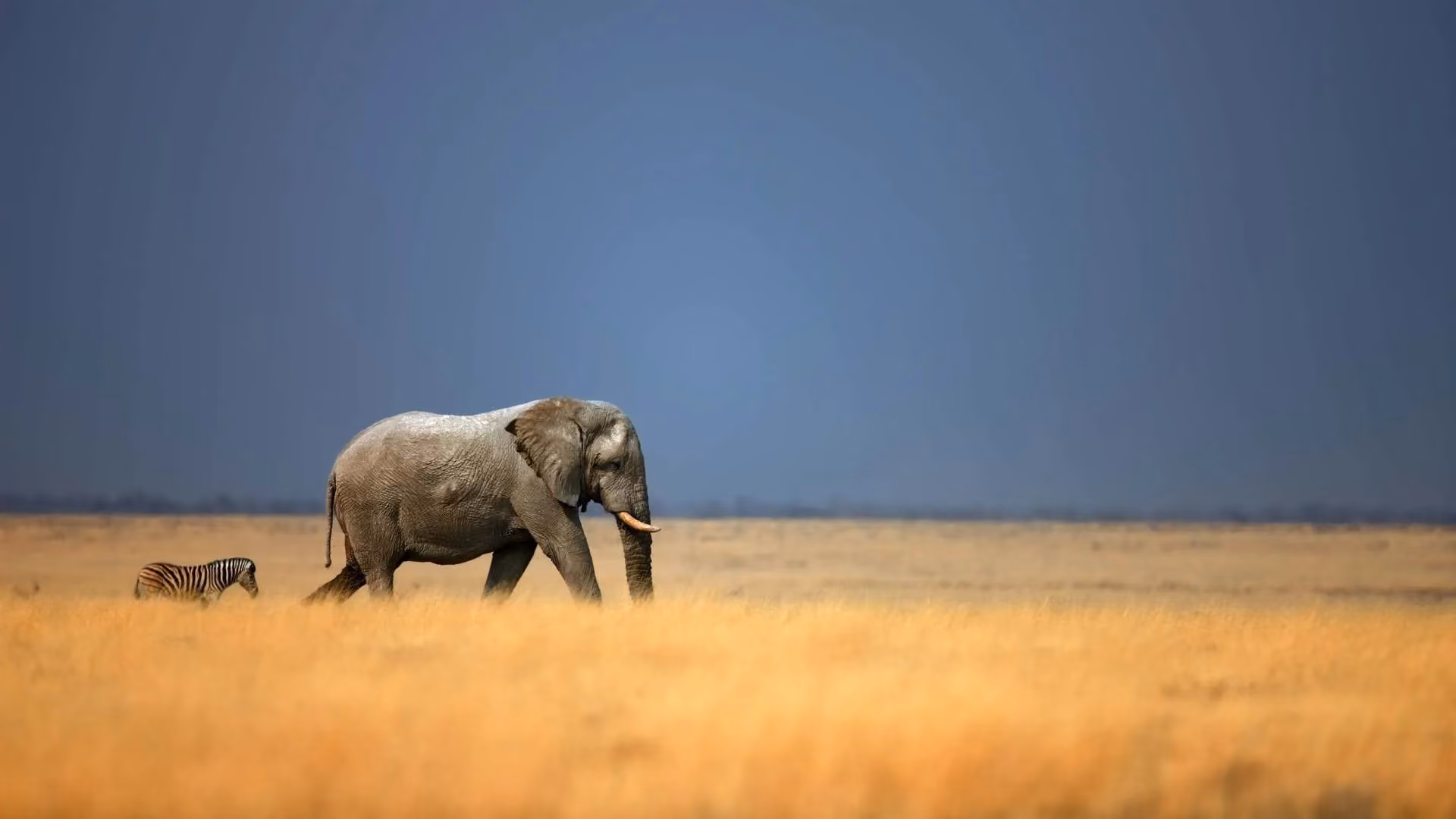 African Safari 101: Best Places, Timing, Safety, and Cost