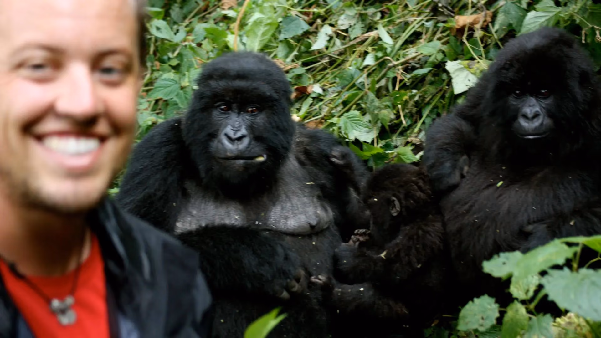 The Gorilla Experience