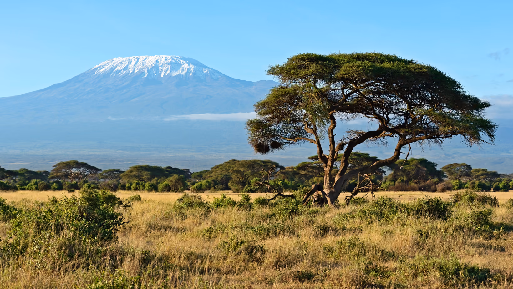 View of Kilimanjaro on safari, with acacia tree in front of Kenya landscape