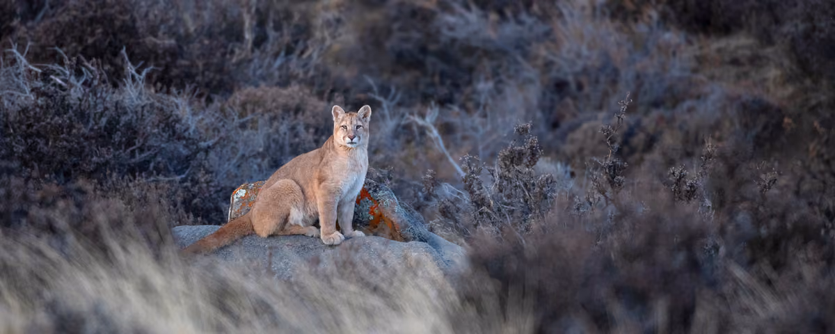 How Patagonia pumas found a home