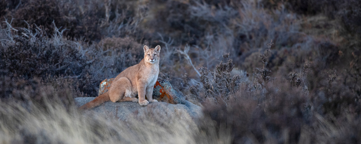 How Patagonia pumas found a home