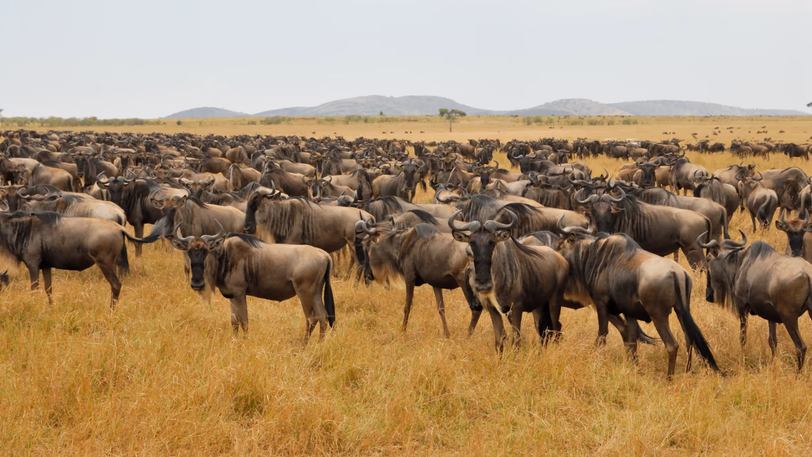 The Great Migration Myth