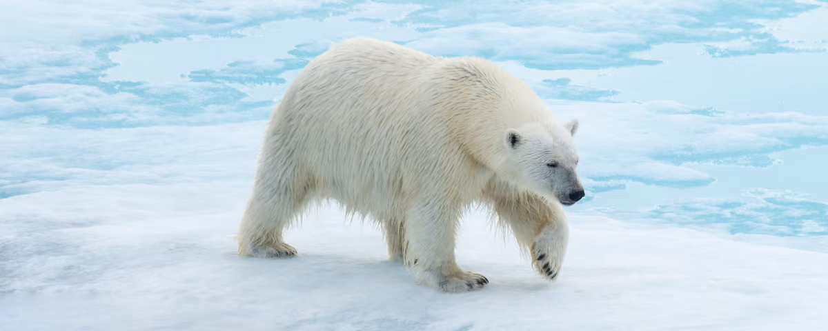 Antarctica vs the Arctic: Two Poles, Two Experiences
