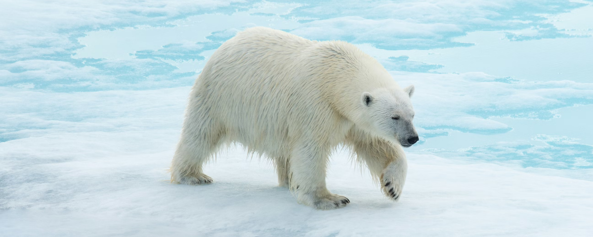 Antarctica vs the Arctic: Two Poles, Two Experiences