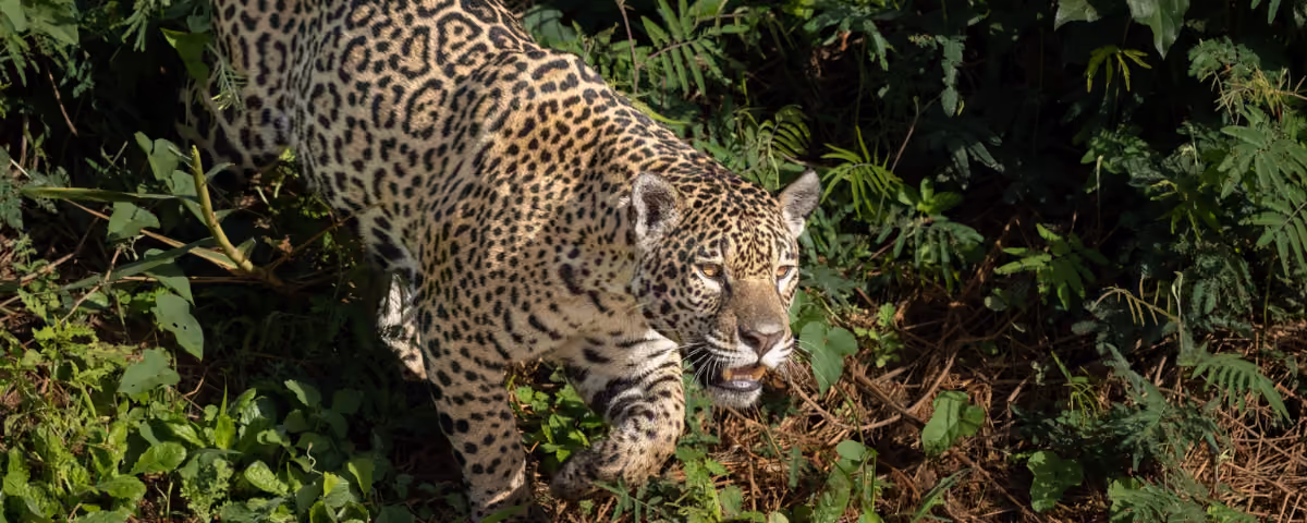Jaguar, Pantanal, Brazil.