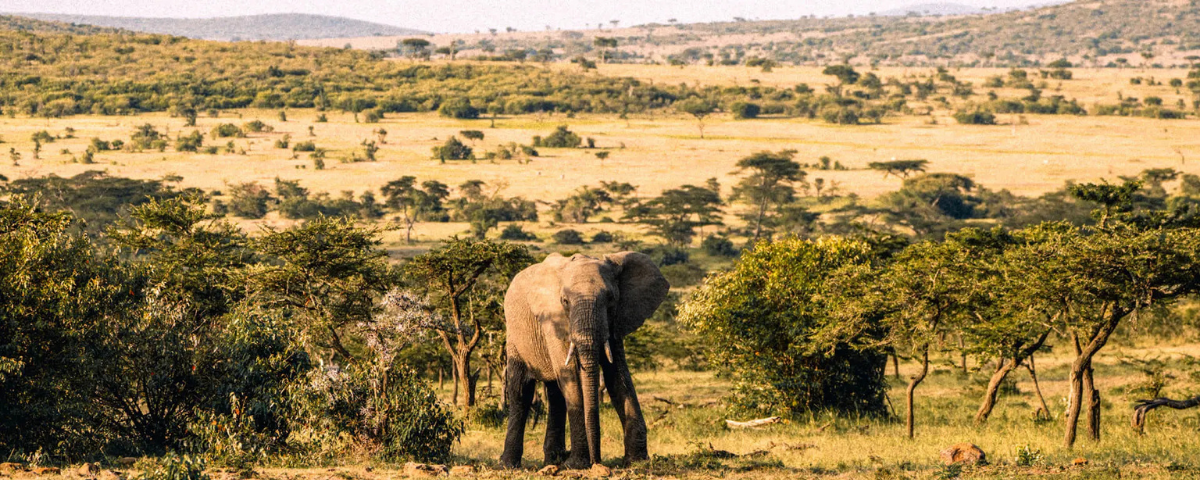 A Day on Safari in Africa