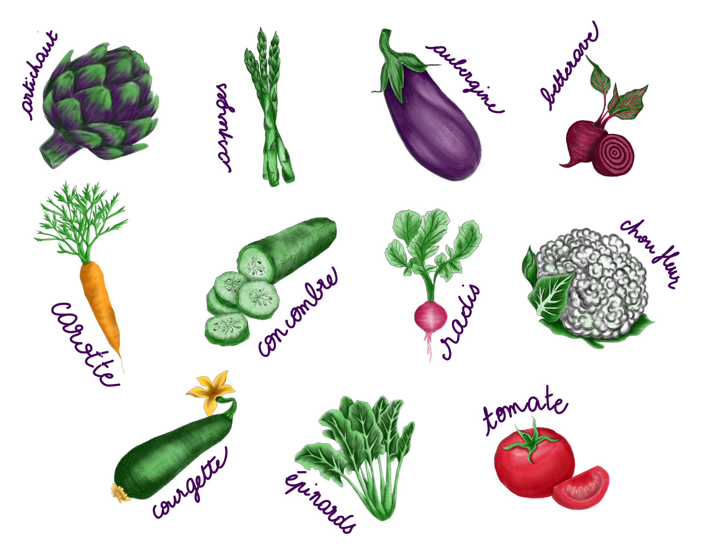 Légumes de saison, illustration digitale