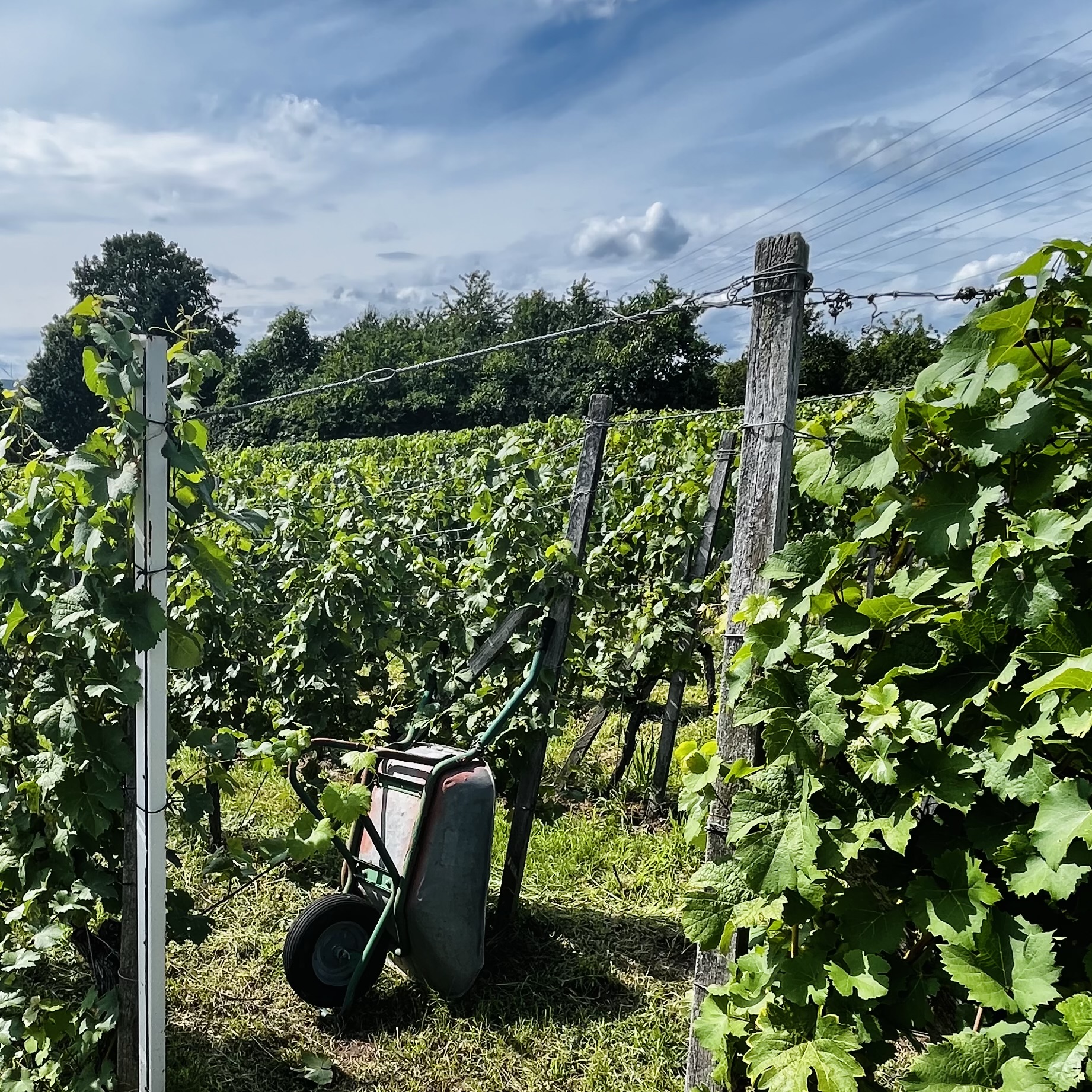 Vignes en Bavière