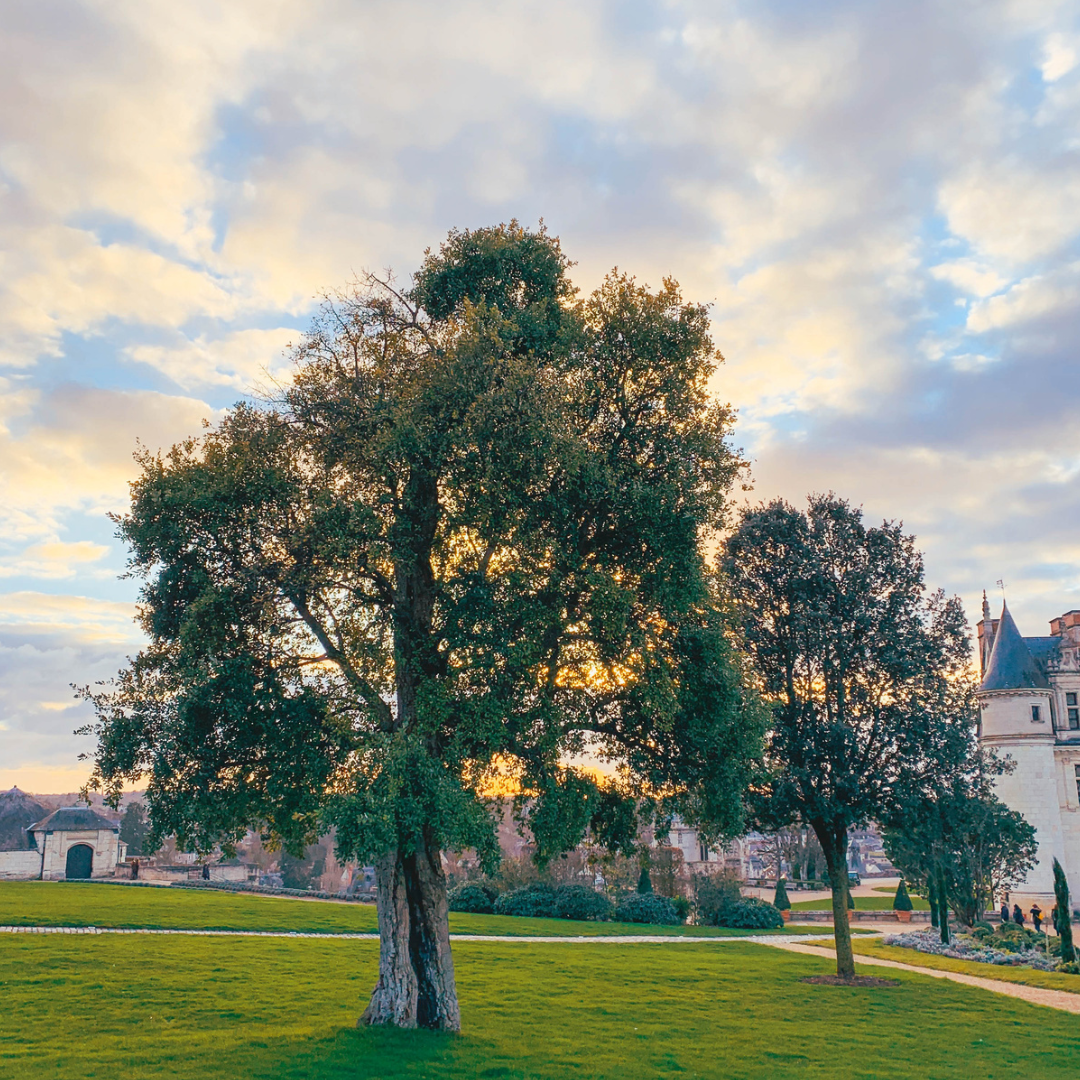 Parc du Château d'Amboise