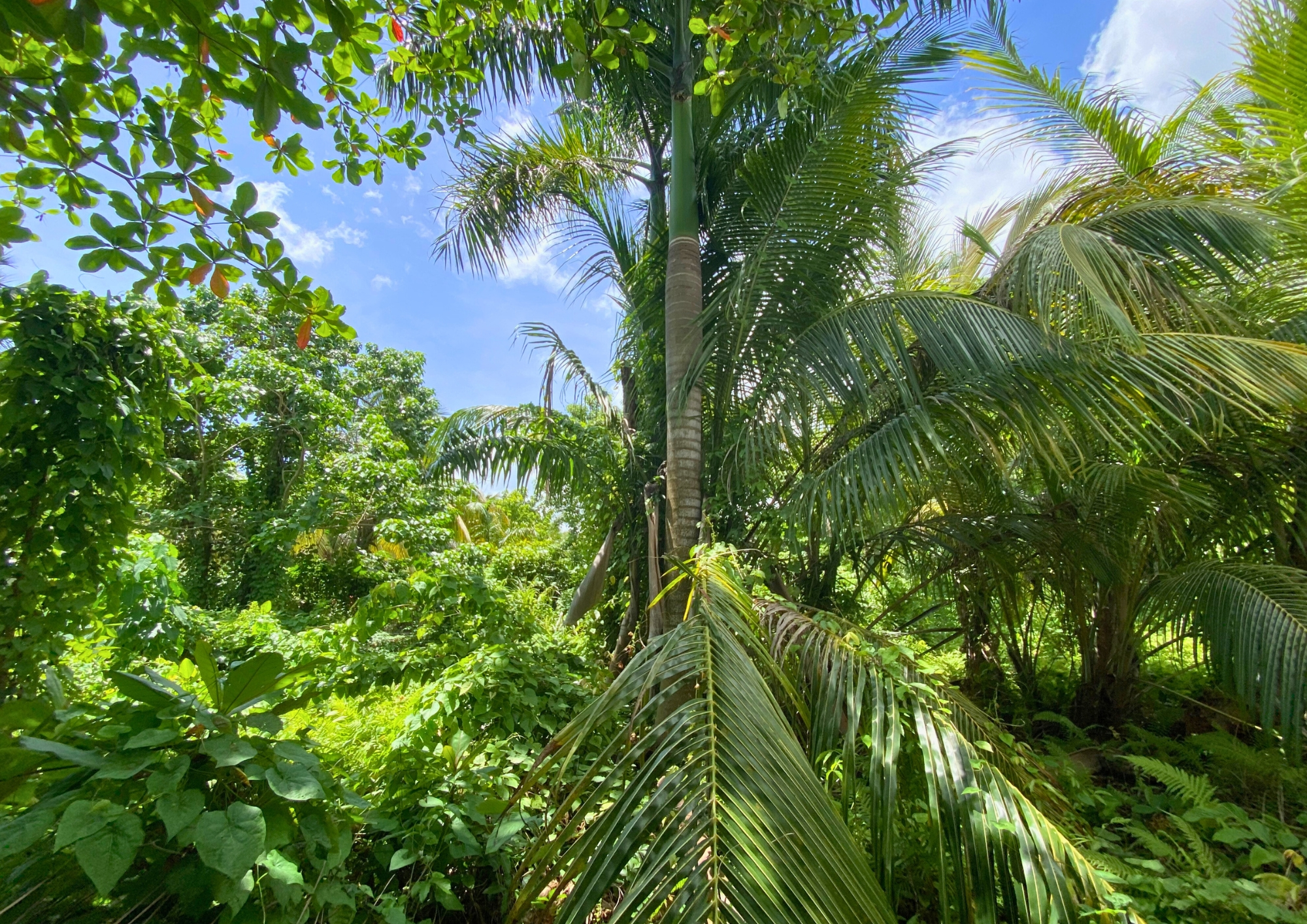 photo of property in dominican republic