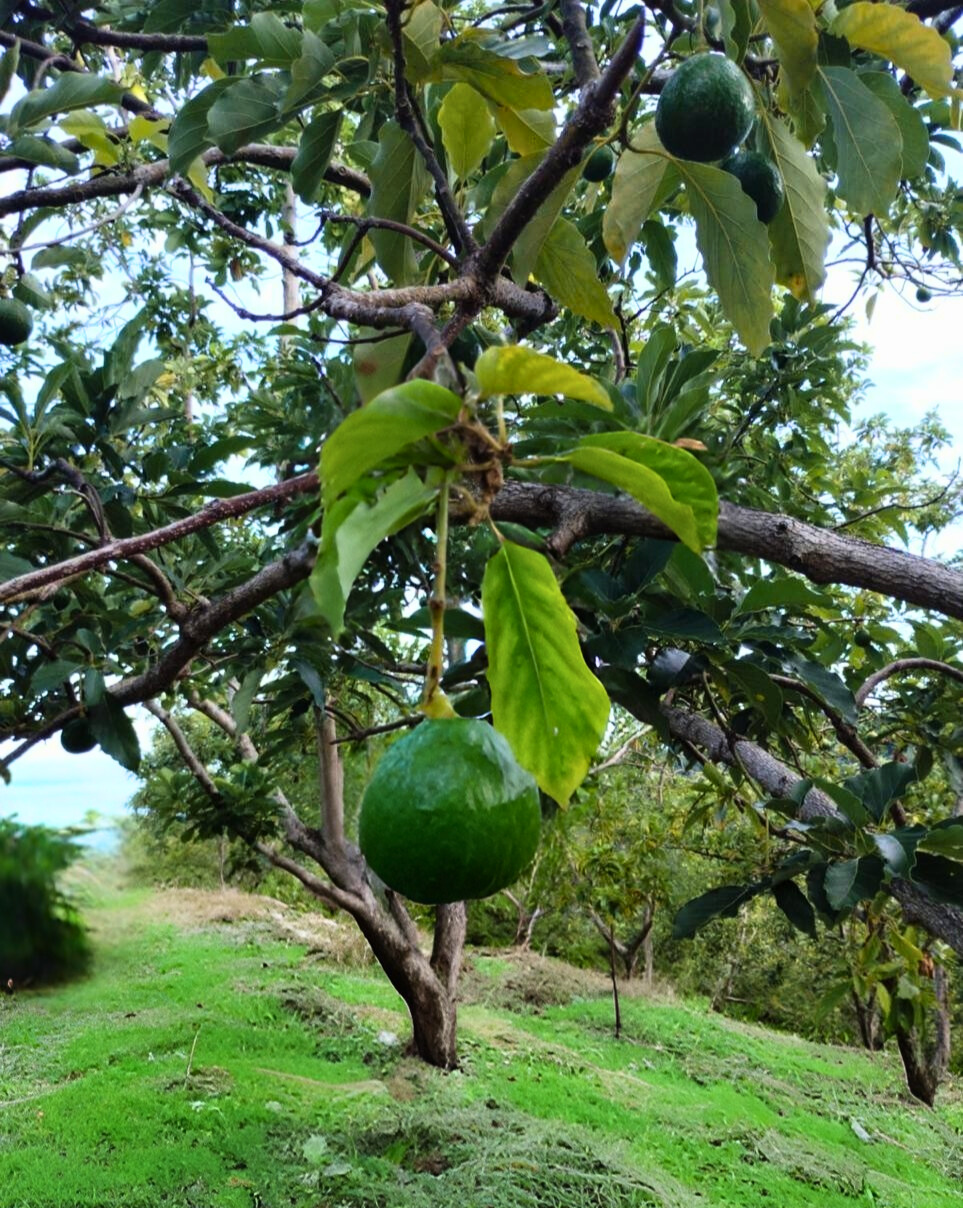 photo of property in dominican republic