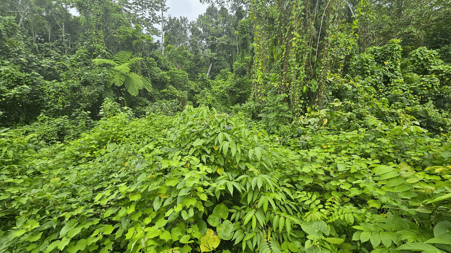 photo of property in dominican republic