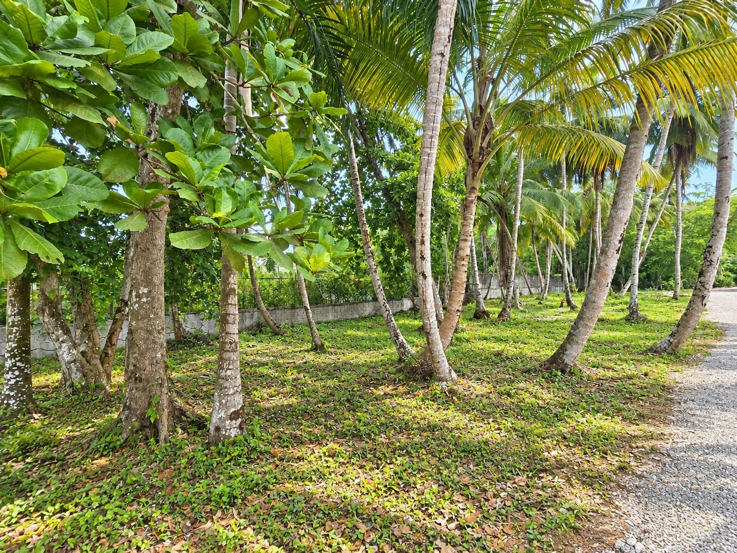 Land Opportunity in Playa Cosón, Las Terrenas
