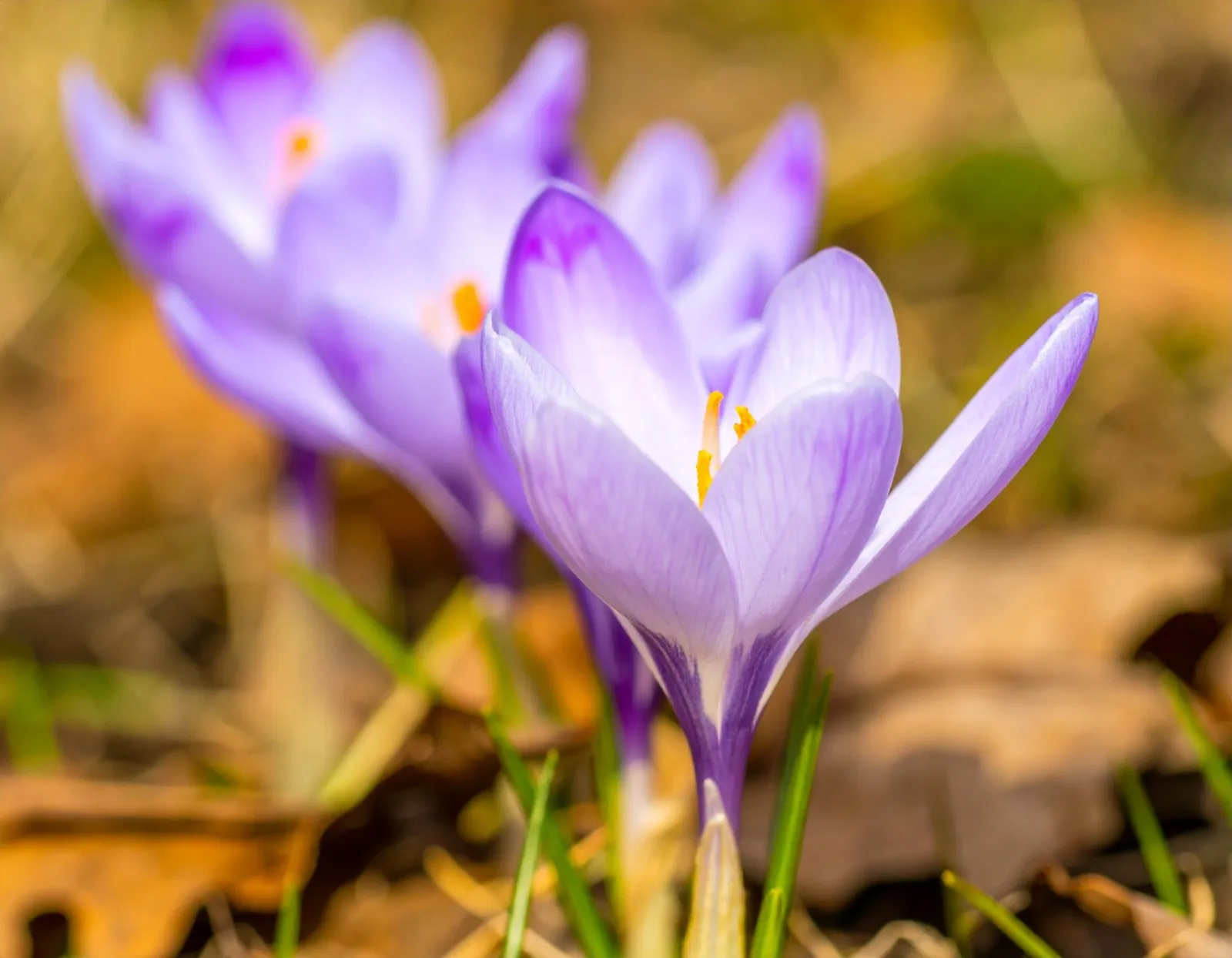 Extrait de safran Meno Mood