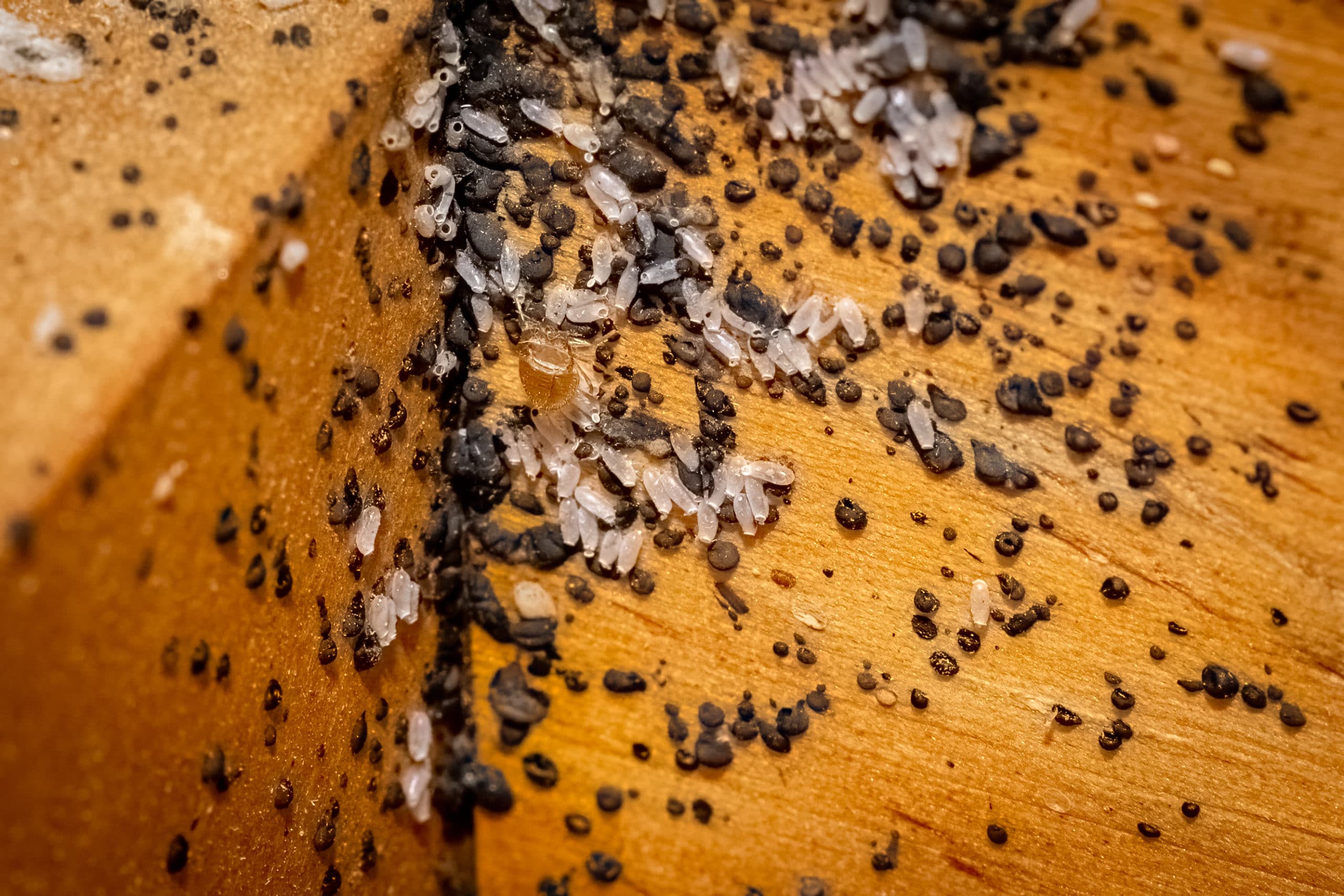 Oeufs de punaises de lit agencés en grappes sur un le meuble boisé d'une chambre à coucher. Les oeufs de punaises de lit sont entourés de peaux de punaises de lit ainsi que de leurs déjection. Les punaises agencent leurs oeufs en grappes pour des raisons de protection. On voit bien sur cette photo que les punaises de lit cherchent à cacher leurs oeufs dans des recoins difficilement accessibles par les habitants du logement, de sorte à ce que les oeufs soient très difficilement repérables.