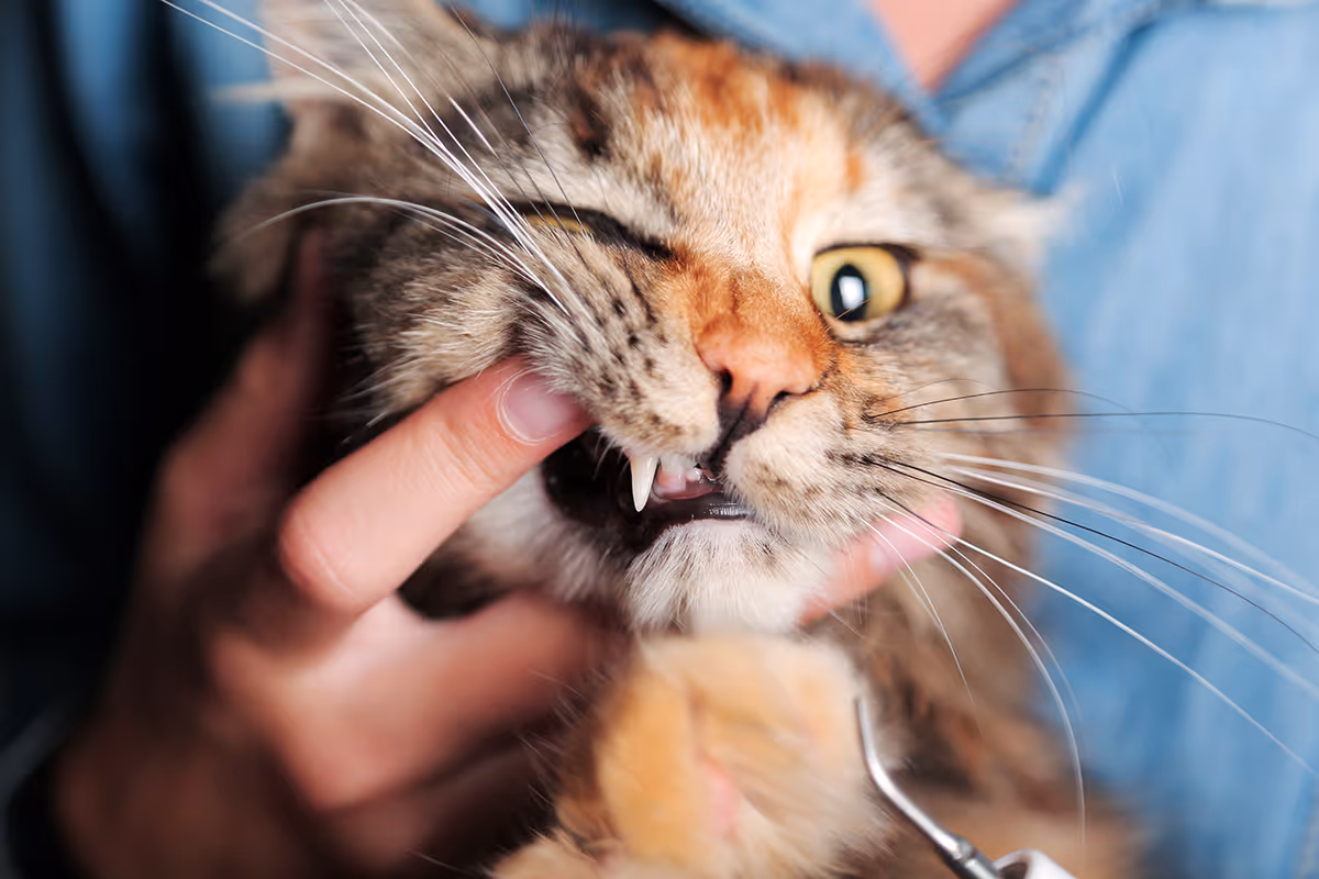 Pet Dental