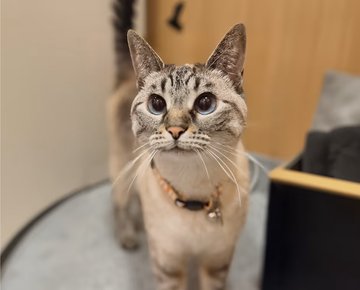 Cat in clinic