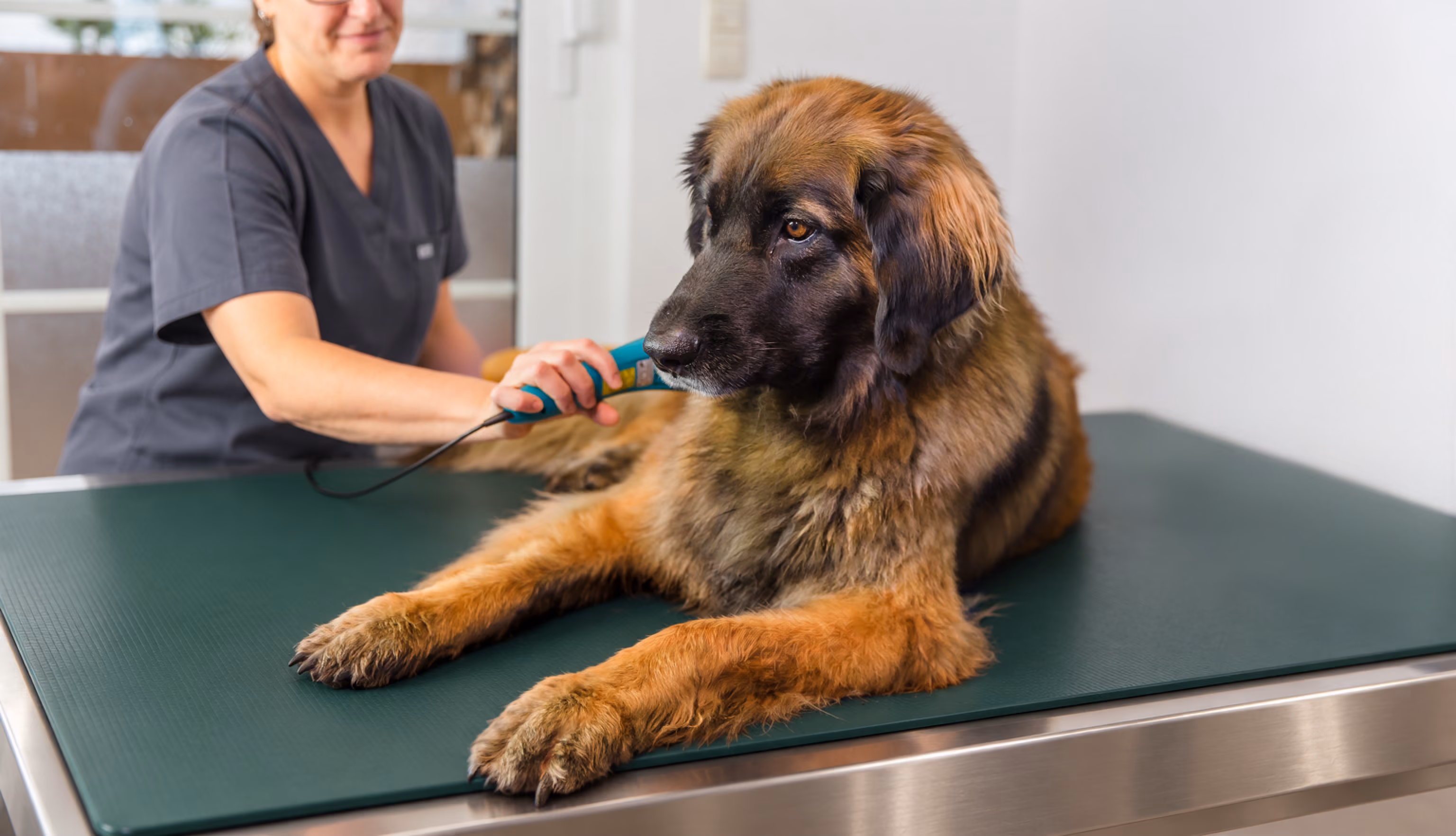 laser therapy