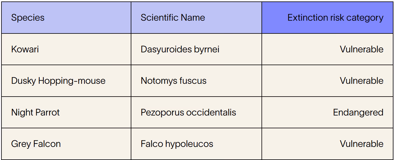 Table displaying four Australian species with their scientific names and extinction risk categories: Kowari, Dusky Hopping-mouse, and Grey Falcon marked as Vulnerable; Night Parrot marked as Endangered.