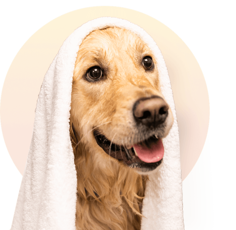 Dog Bathing Services in Seattle | Downtown Dog Lounge