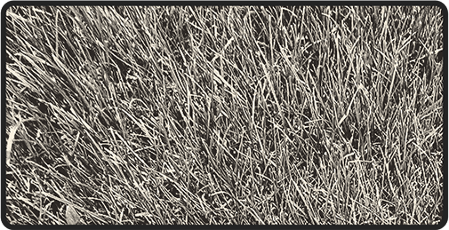 Polo Field Grass